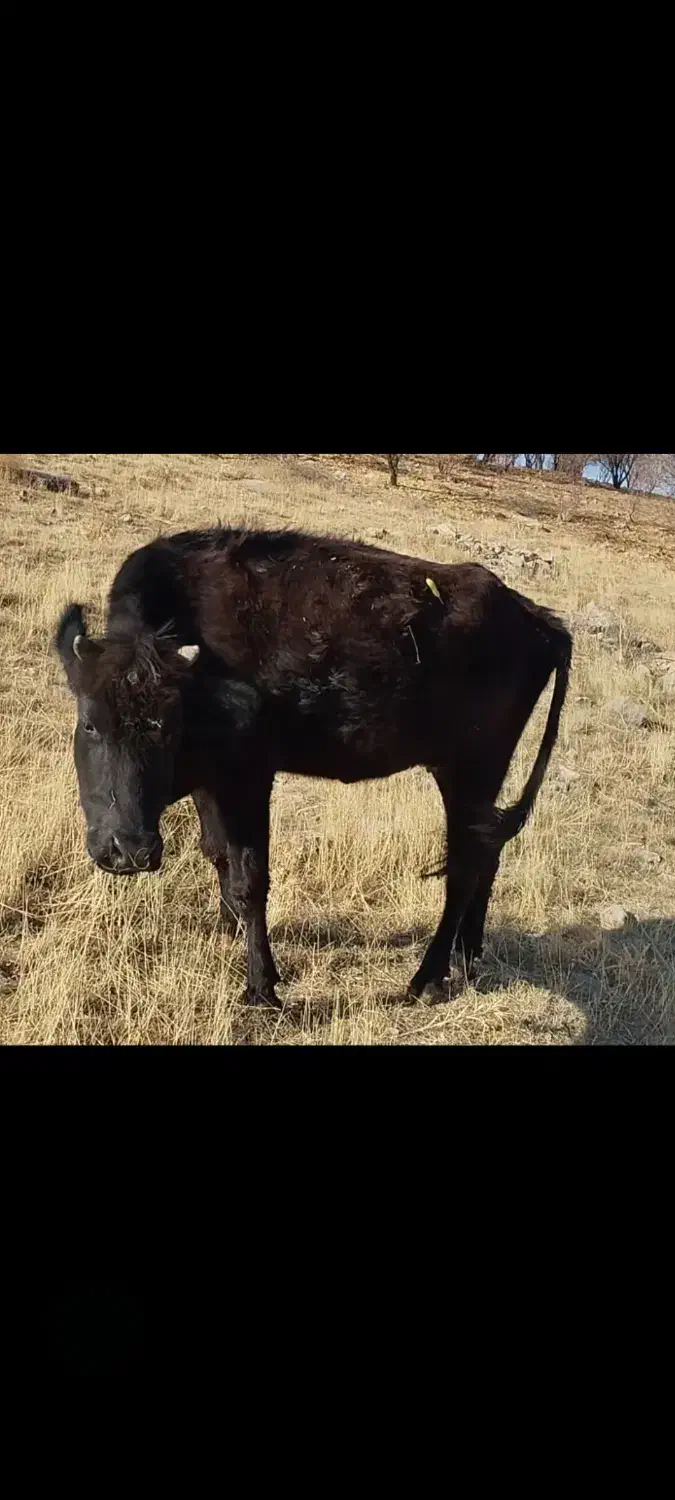 گاو محلی ۷ ماه آبستن|حیوانات مزرعه|روانسر, |دیوار