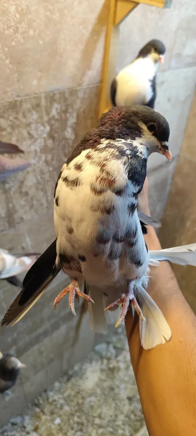 کبوتر شهری|پرنده|نی‌ریز, |دیوار