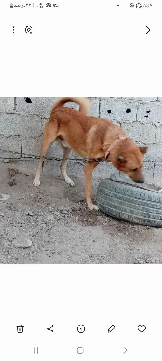 سگ نگهبان|سگ|آذرشهر, |دیوار