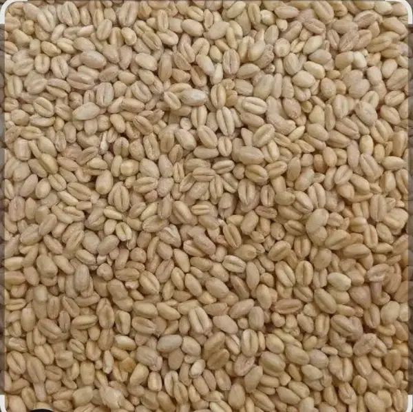 بذر گندم قرمز|خدمات باغبانی و درختکاری|مشگین شهر, |دیوار