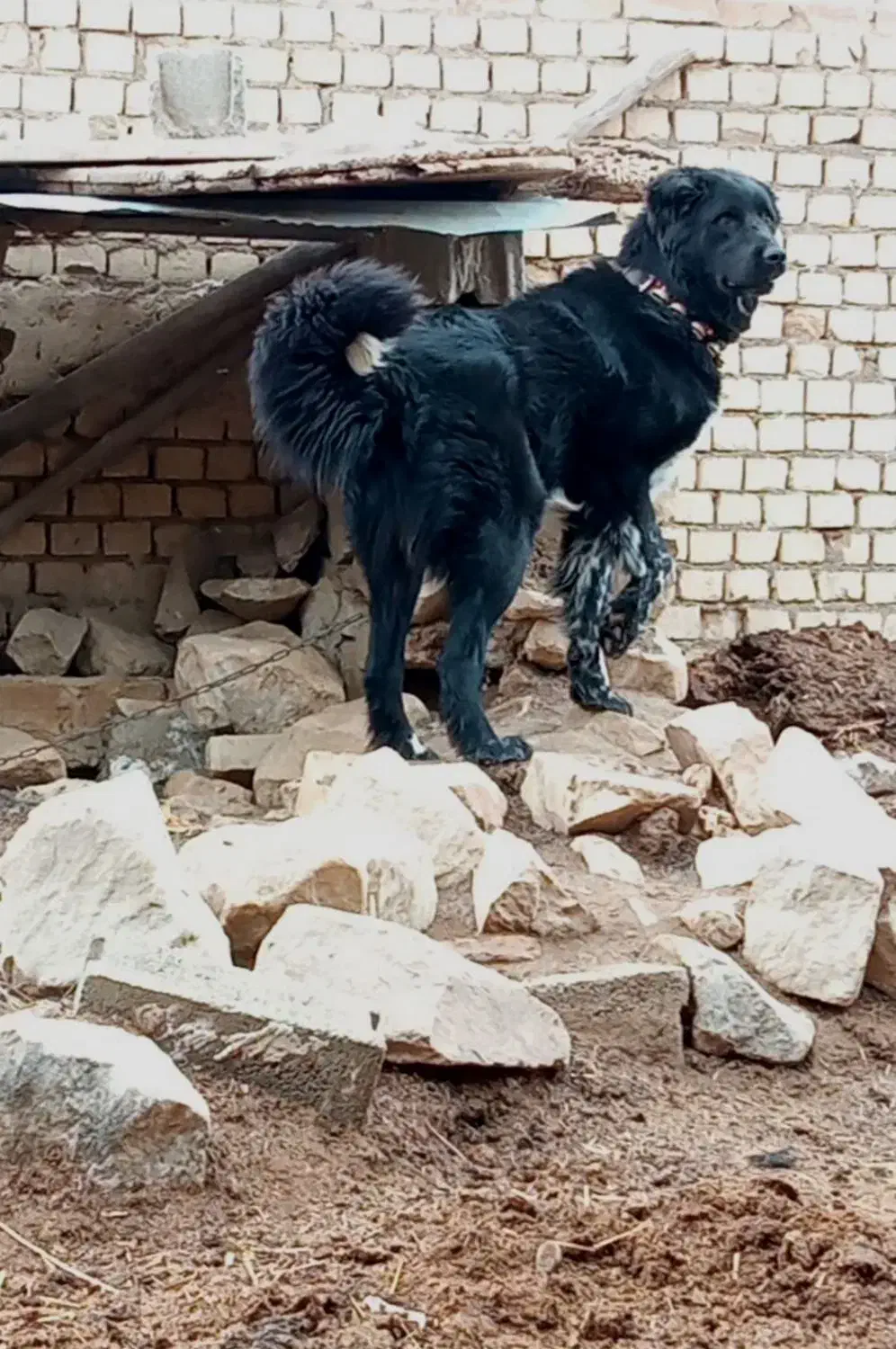 فروشی|سگ|گلپایگان, |دیوار