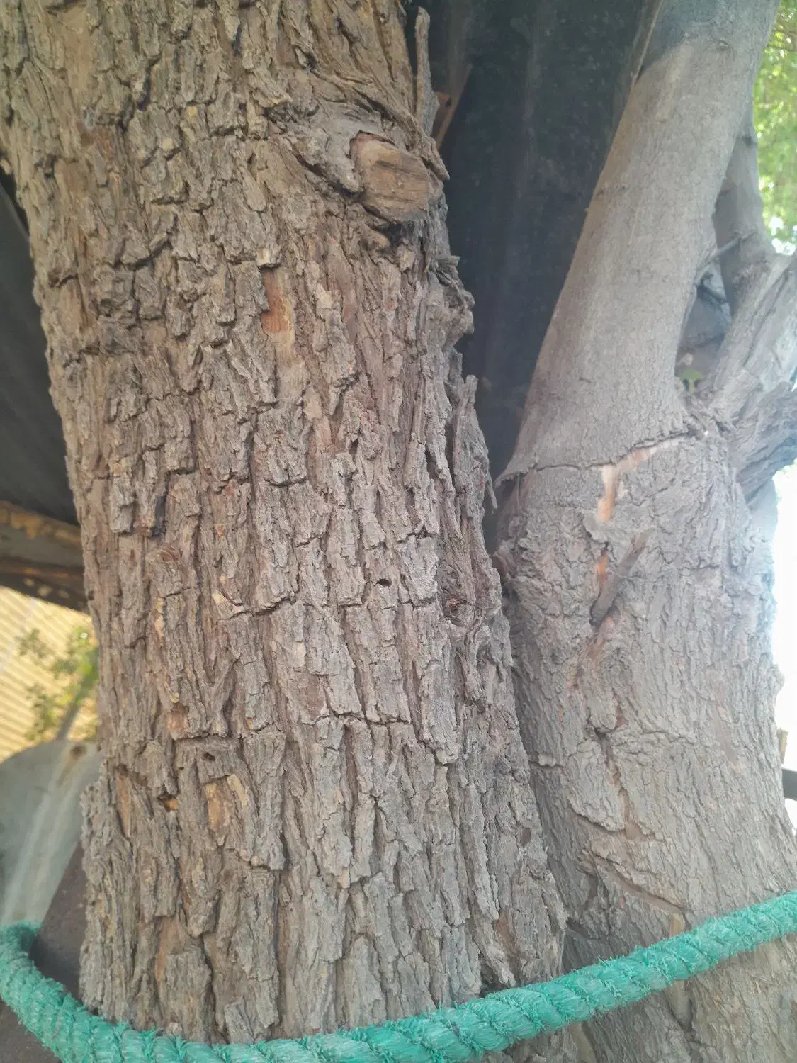 فروش تنه کنار|صنایع دستی و سایر لوازم تزئینی|آبپخش, |دیوار