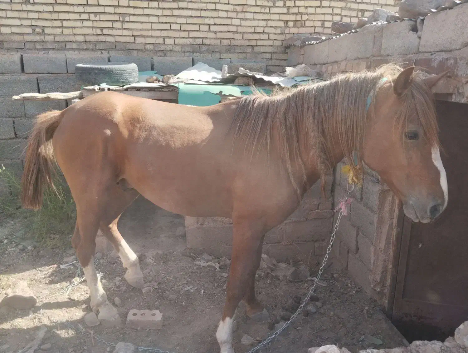 اسب نر|اسب و تجهیزات اسب‌سواری|جلگه رخ, |دیوار