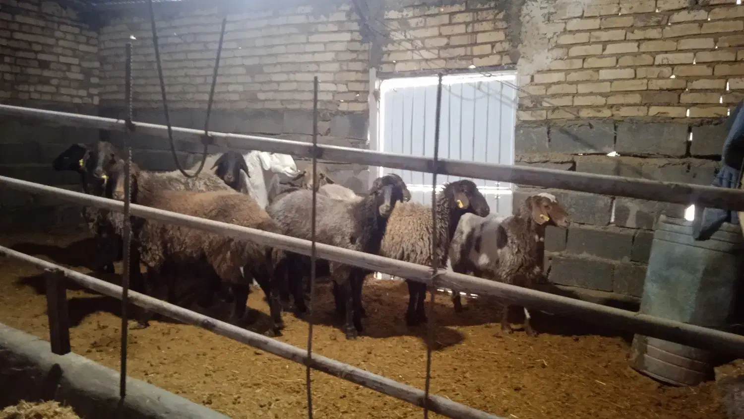 میش افشار|حیوانات مزرعه|جلگه ماژان, |دیوار