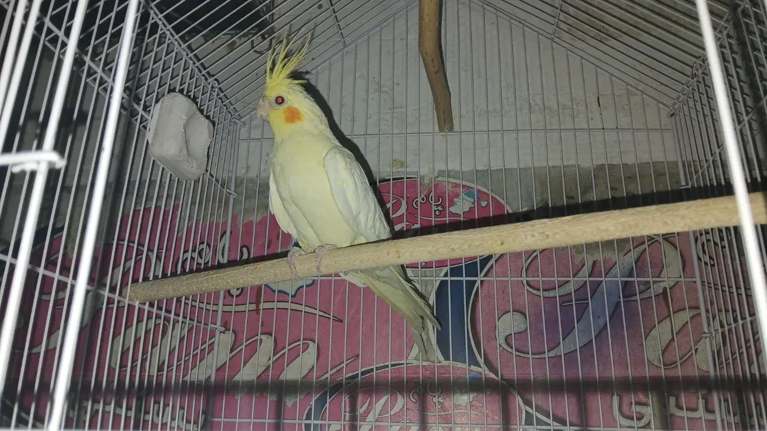 عروس هلندی لوتیونو چش قرمز|پرنده|داران, |دیوار