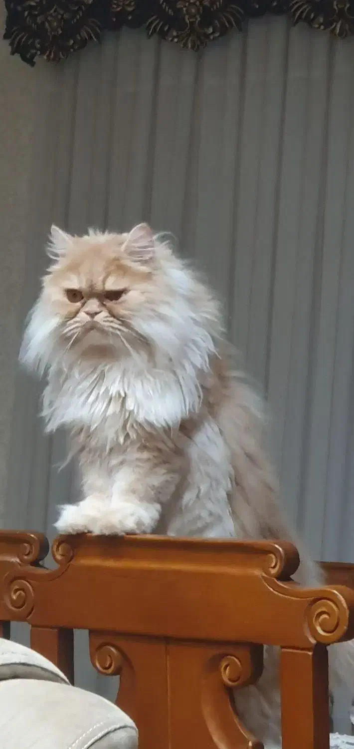 گربه پرشین|گربه|دزفول, |دیوار