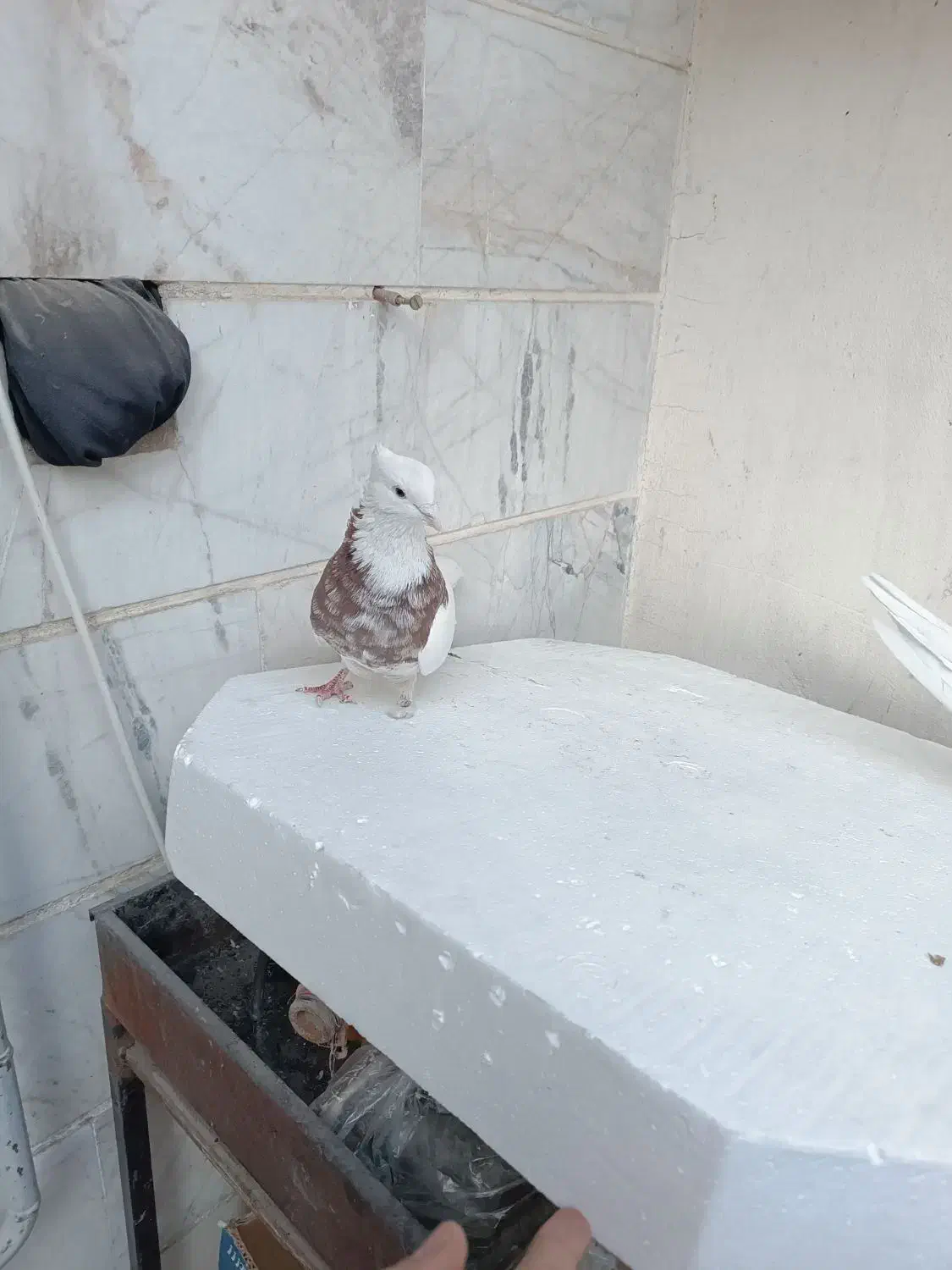 سندل و آجری طوقی|پرنده|شهریار, شهریار|دیوار