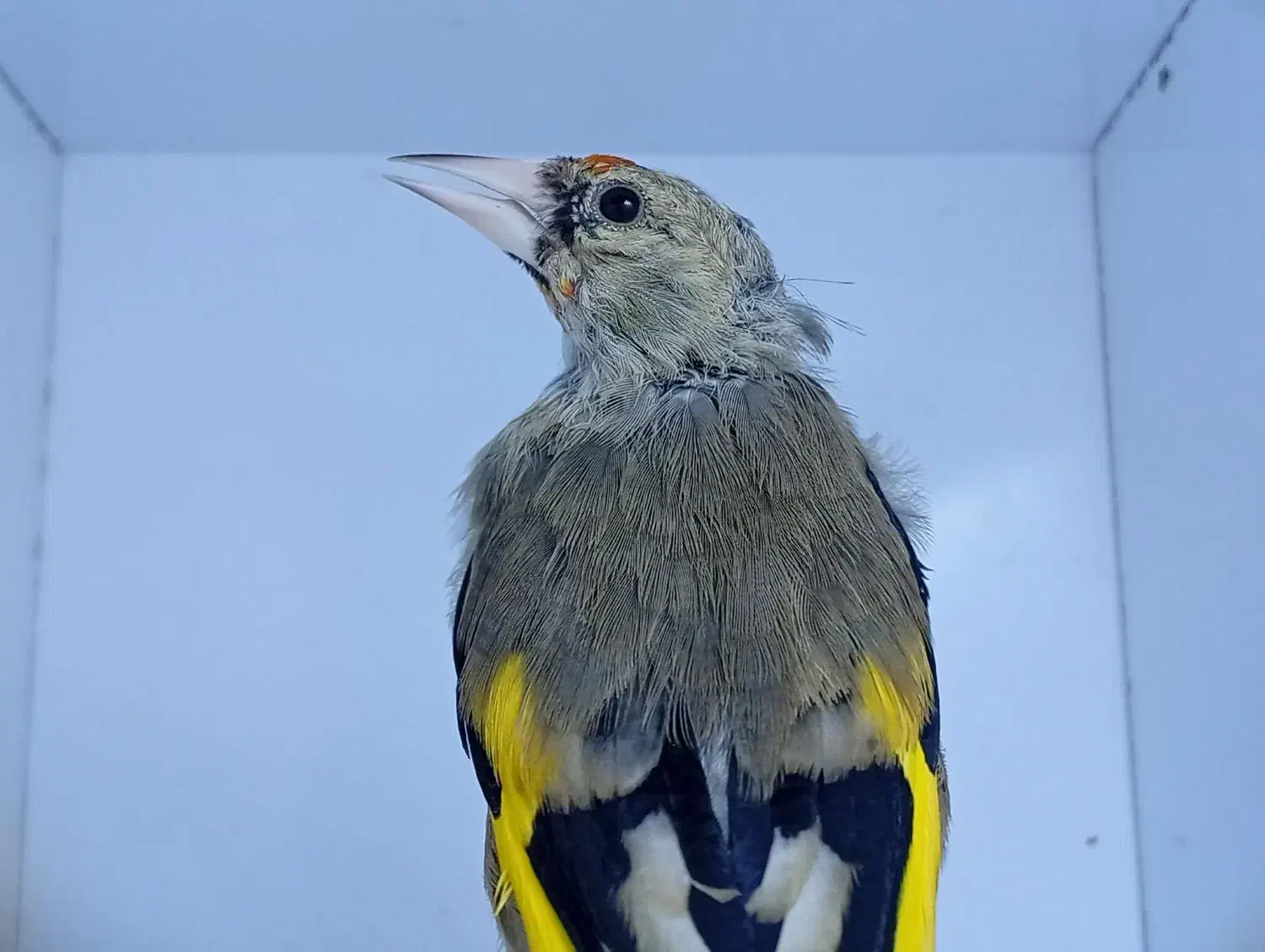 سهره|پرنده|کرمان, |دیوار