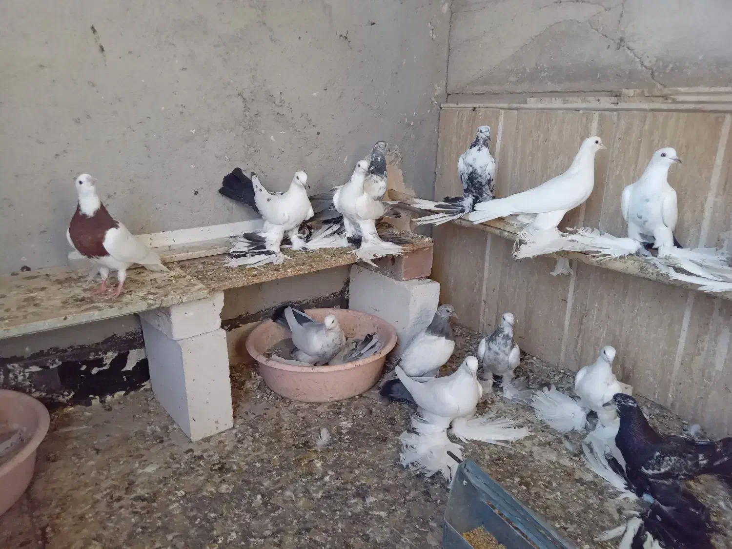 کبوتر توحلی|پرنده|آذرشهر, |دیوار