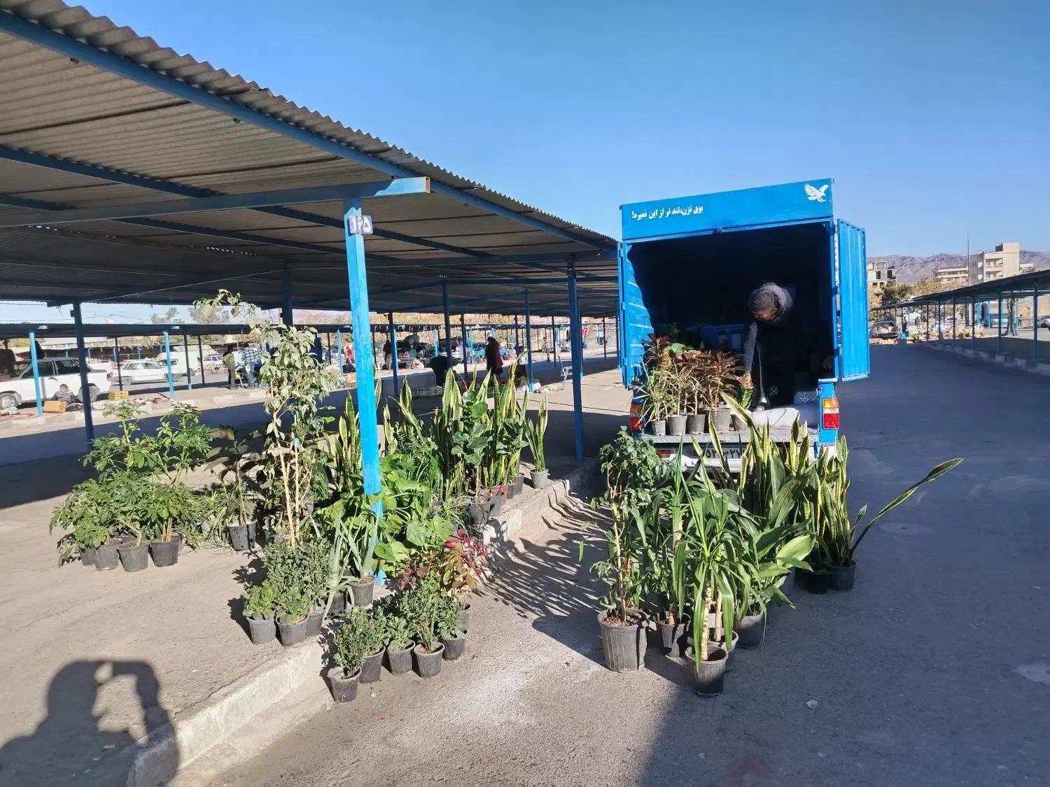 حراج انواع گلهای آپارتمانی وبیرونی|گل و گیاه طبیعی|بیرجند, |دیوار