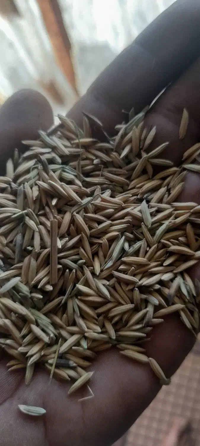 شالی ندا|خدمات باغبانی و درختکاری|گنبد کاووس, |دیوار