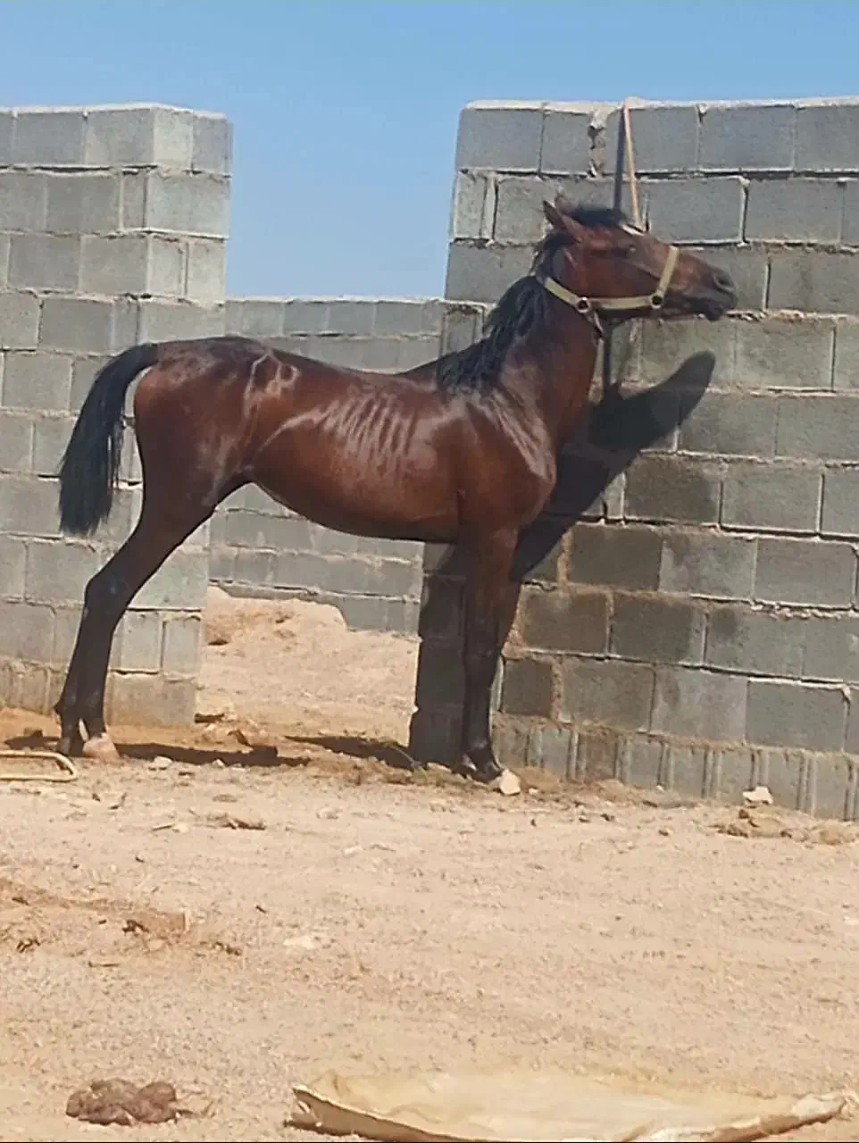 کره مادیان|اسب و تجهیزات اسب‌سواری|شیراز, وزیرآباد|دیوار