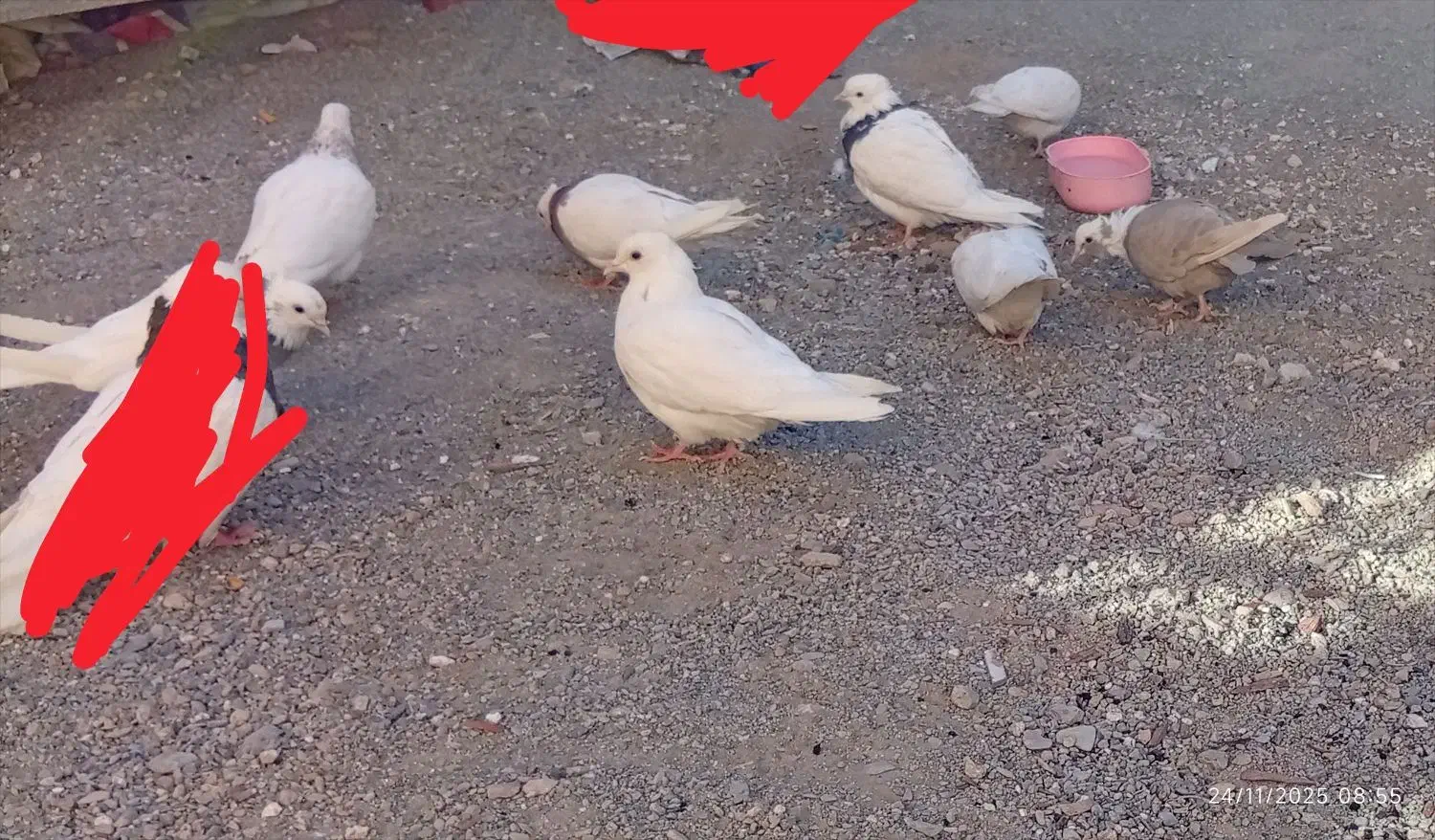 کفتر طوقی ...|پرنده|نهبندان, |دیوار