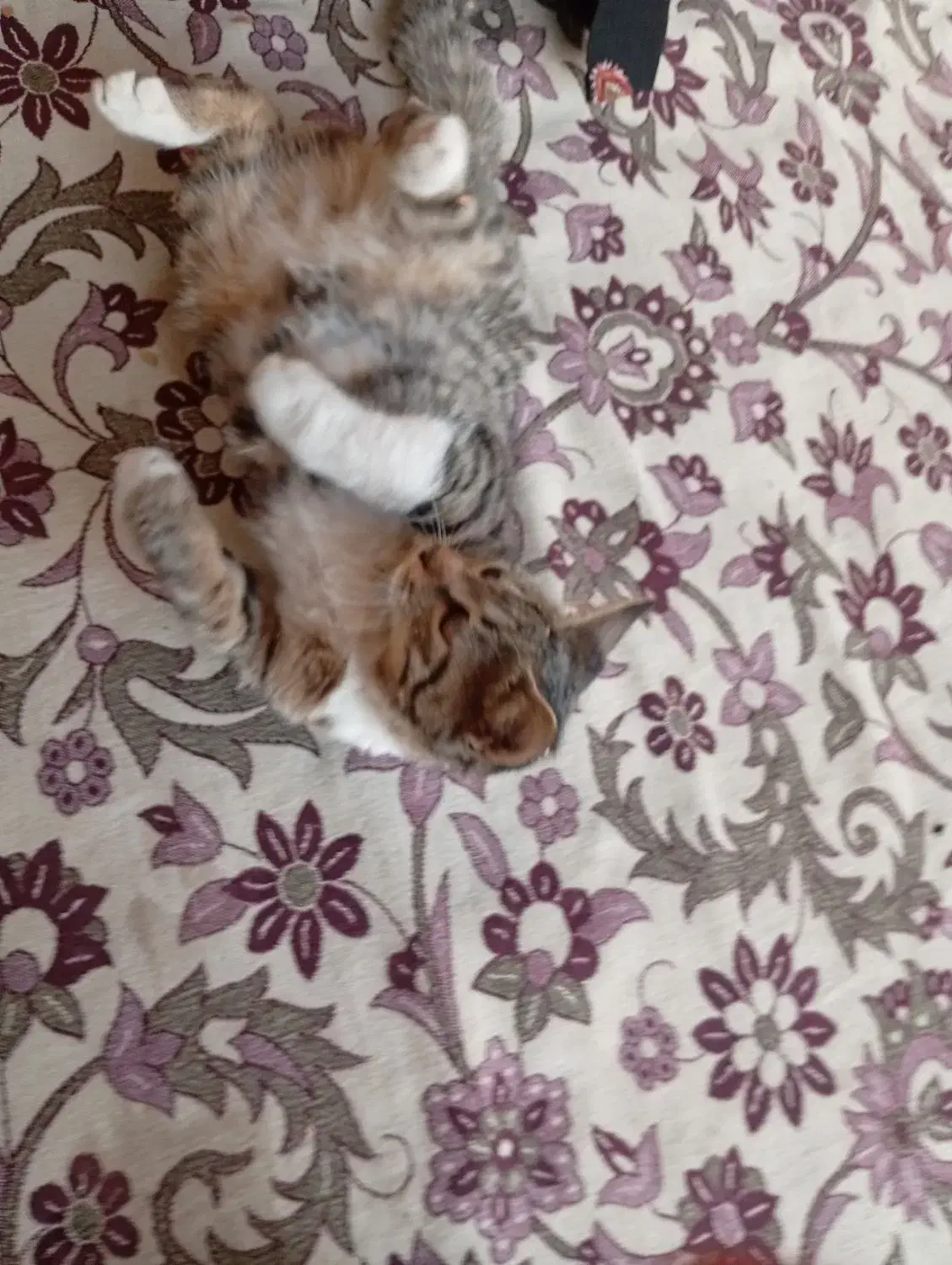 گربه گمشده|حیوانات|تربت‌حیدریه, پائین ولایت|دیوار