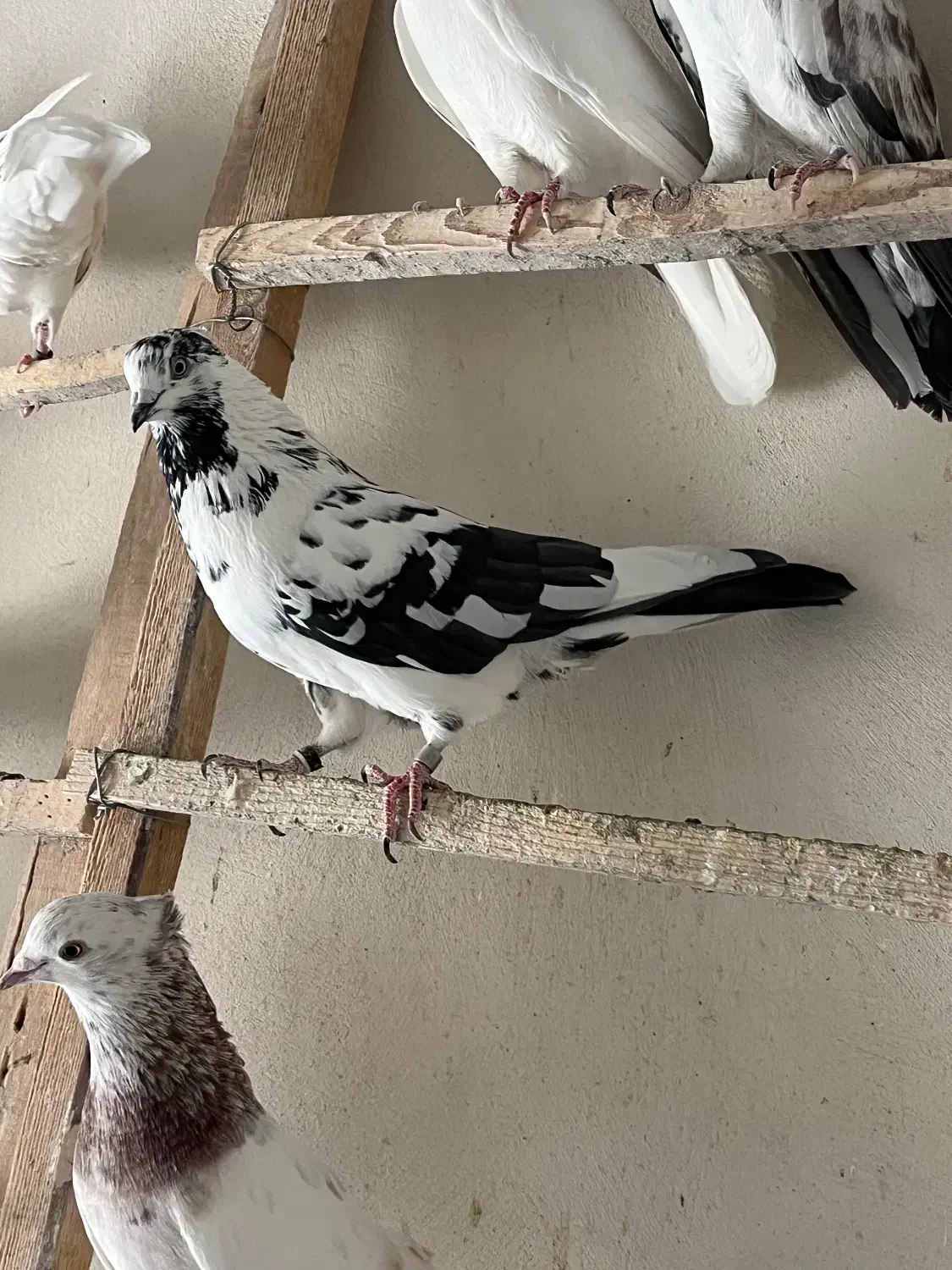 کبوتر زغالی کاکلی|پرنده|کرج, حصارک بالا|دیوار