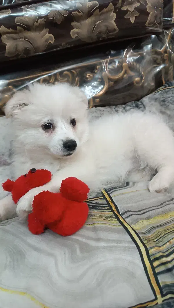 سگ پامر خرسی|سگ|کرج, خرمدشت|دیوار