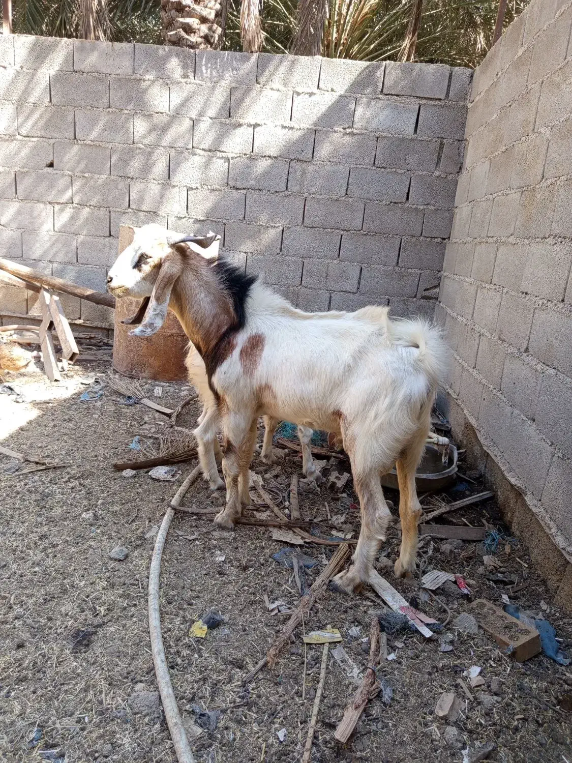 بز نر نجدی ب افغانی|حیوانات مزرعه|شادگان, |دیوار