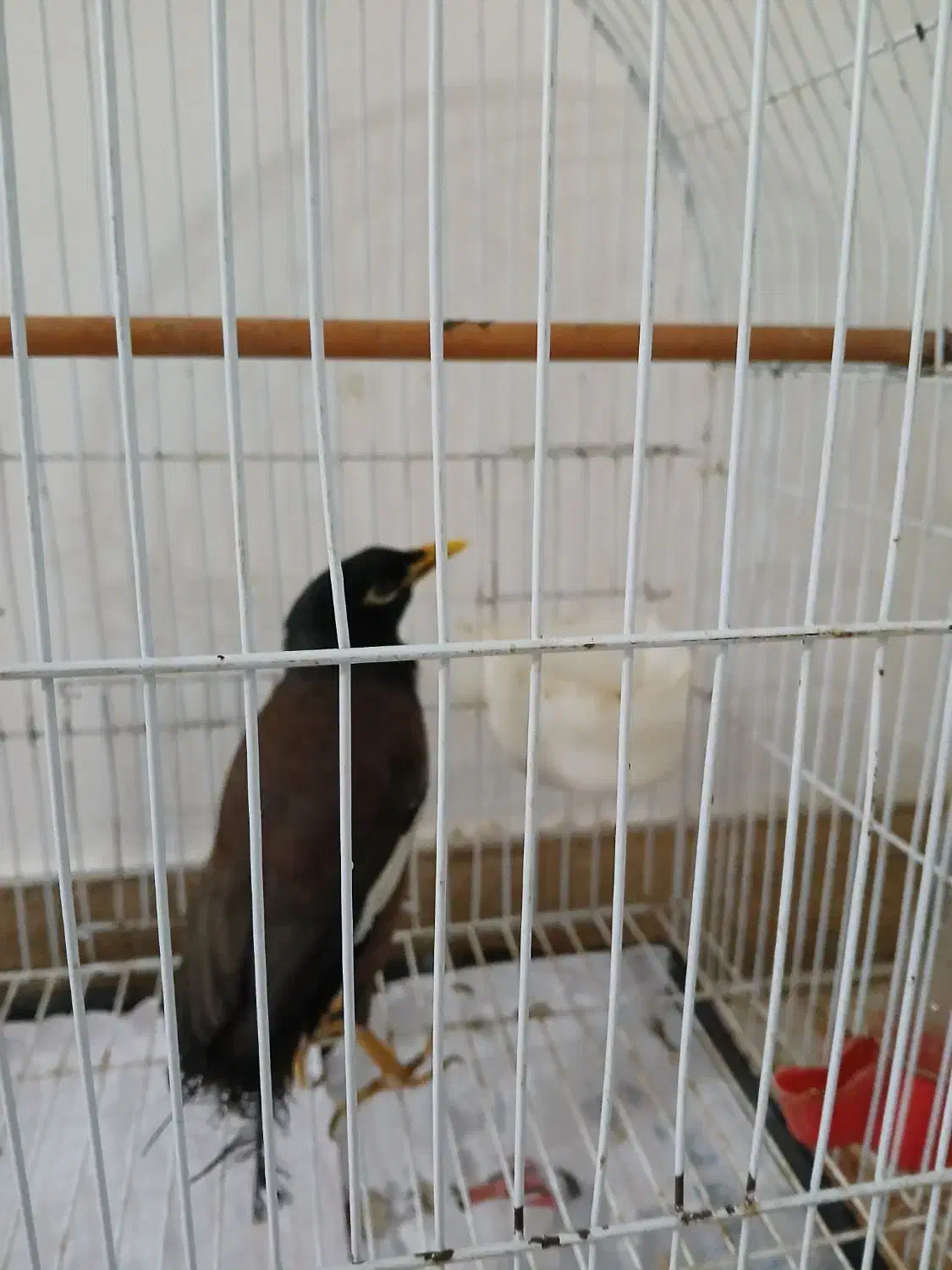 مرغ مینا نر|پرنده|فومن, |دیوار