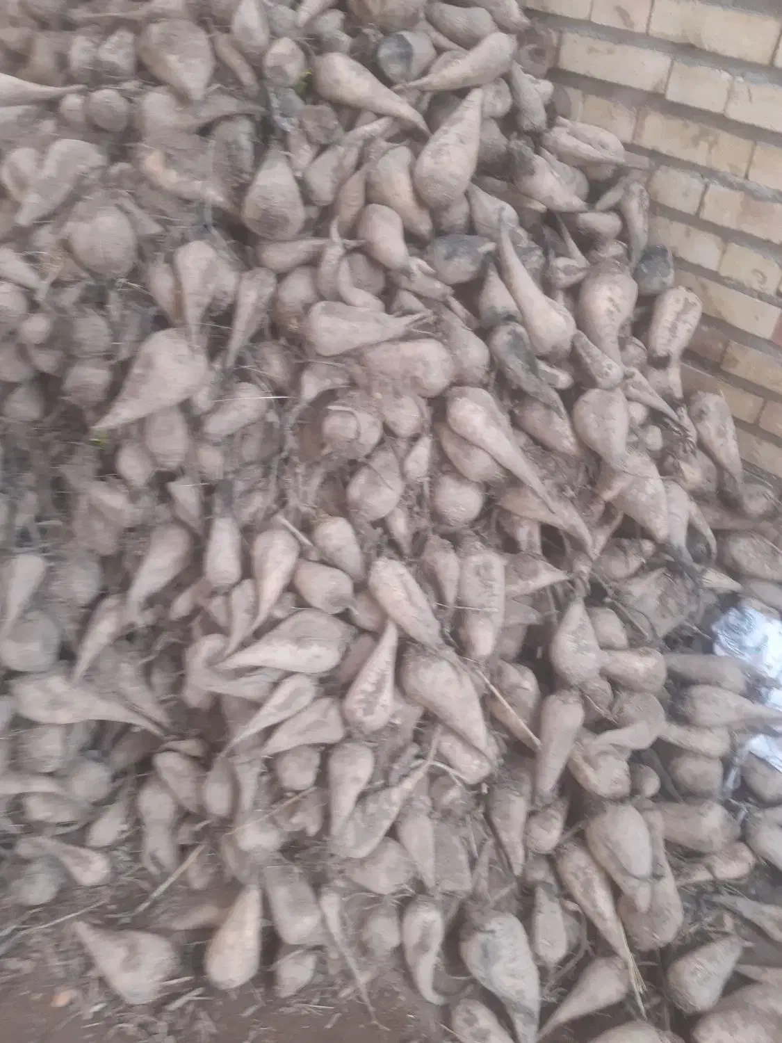 باسلام چغندر ۷۰۰ کیلو|لوازم جانبی حیوانات|بکتاش, |دیوار