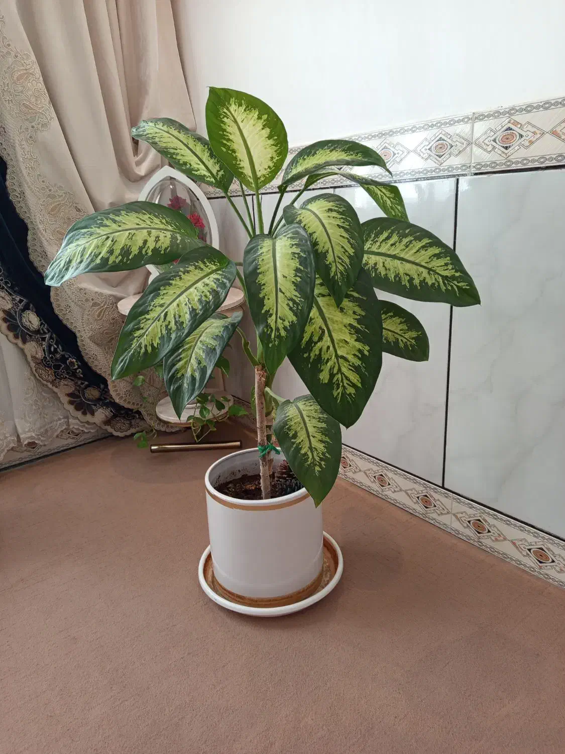 گل اپارتمانی|گل و گیاه طبیعی|کنگاور, |دیوار