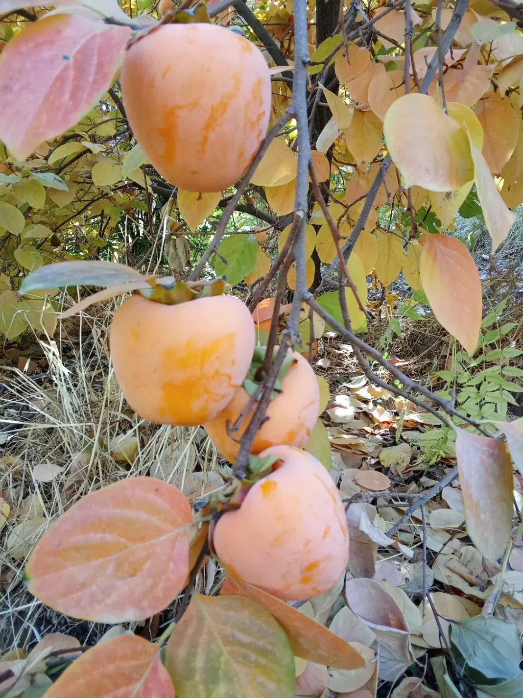 خرمالو انبه ای|خوردنی و آشامیدنی|چگنی, |دیوار