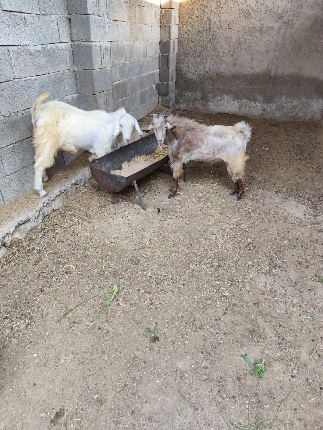 دو عدد پازن سالم و سرحال|حیوانات مزرعه|خورموج, |دیوار