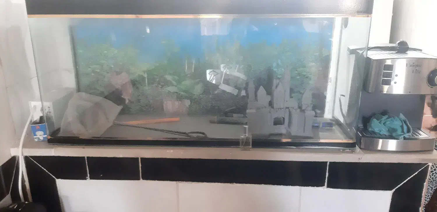 آکواریوم|ماهی|کرمانشاه, |دیوار