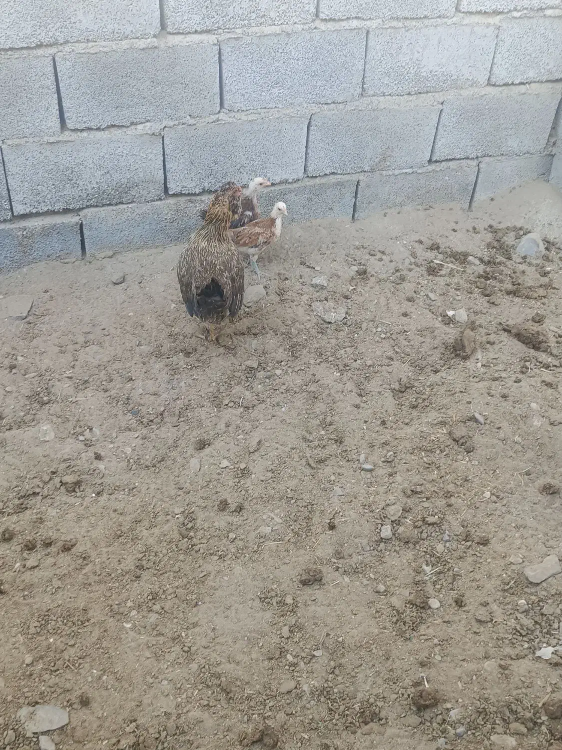 مرغ با دو جوجه دو ماه|حیوانات مزرعه|فاریاب, |دیوار