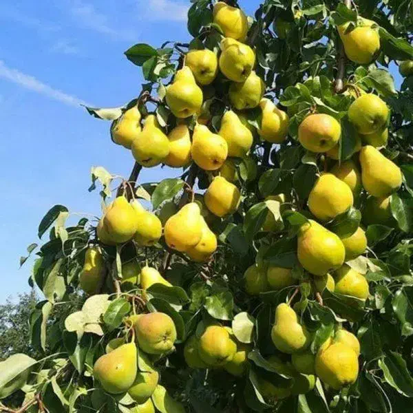 نهالستان معتبر ما انتخاب اول باغداران حرفه ای|خدمات باغبانی و درختکاری|کرمانشاه, |دیوار