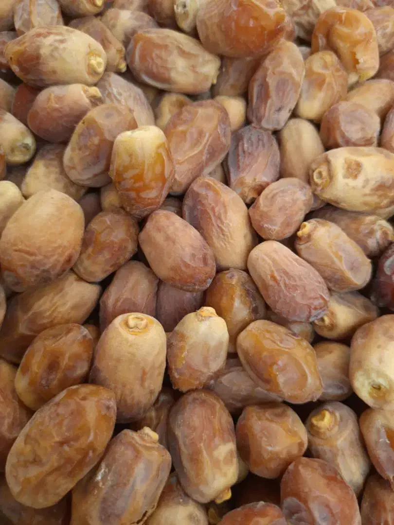 قصب(خرمای)زاهدی|عمده‌فروشی|جهرم, |دیوار