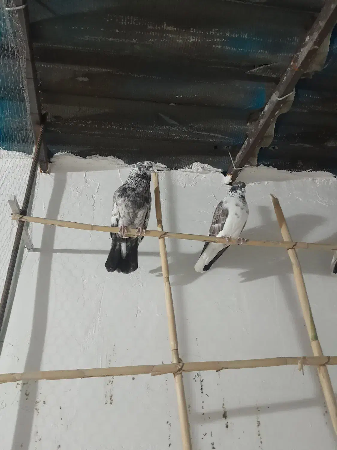 کبوتر کاکلی|پرنده|فاضل آباد, |دیوار