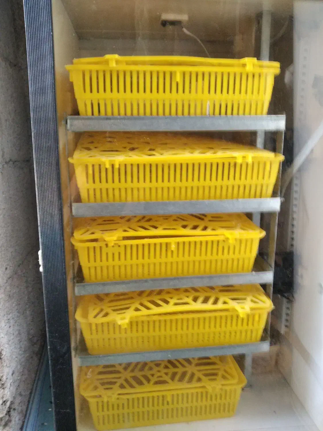 جوجه کشی آسان با دستگاه 168عددی ایران چیک|لوازم جانبی حیوانات|بندر انزلی, چهارفریضه|دیوار