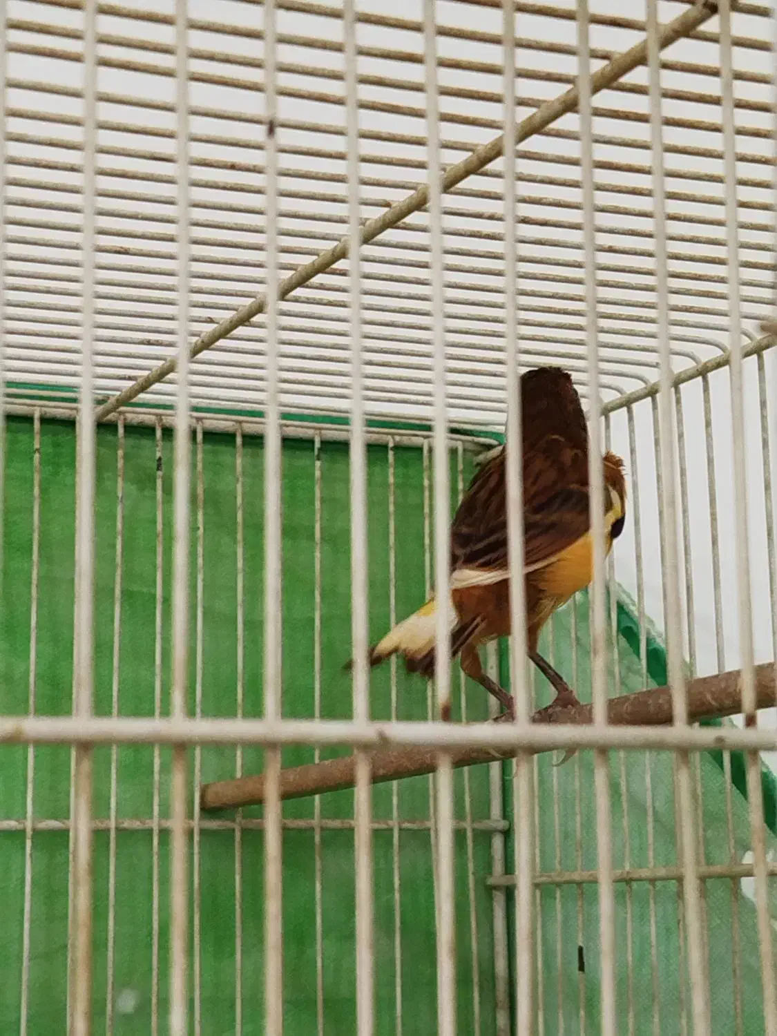 یک جفت قناری دارچینی یا سوخته|پرنده|لنگرود, |دیوار