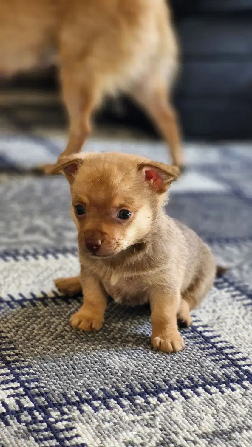 توله شیواوا  وارداتی|سگ|صدرا-فارس, فاز ۱|دیوار