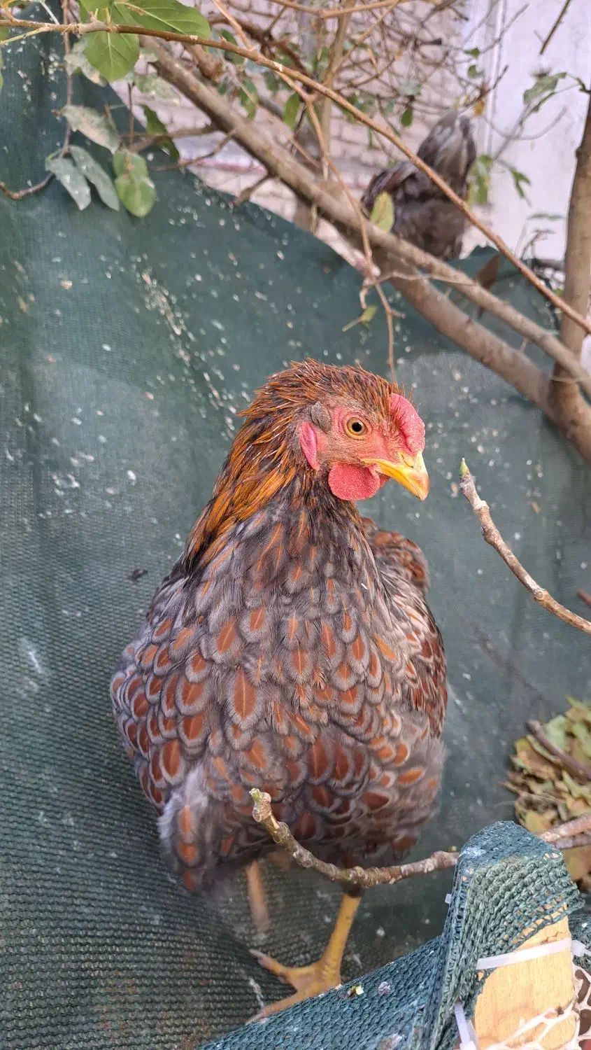 مرغ خروس ویاندوت بلورد واورنج وخروس لاکنزی|حیوانات مزرعه|مشهد, ویلاشهر|دیوار