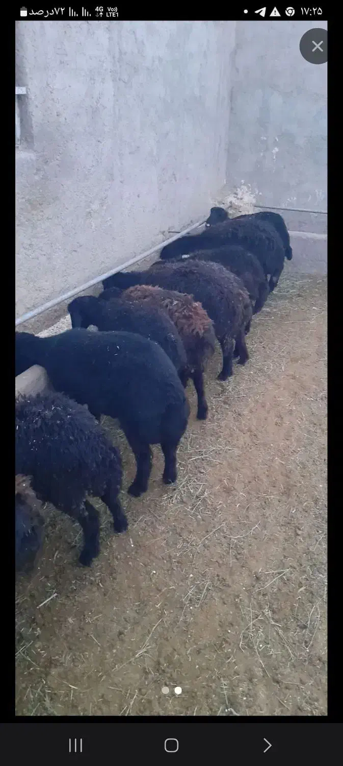 فروش ۱۰ عدد  بره ماده قزیل افشار تماس|حیوانات مزرعه|آوج, |دیوار