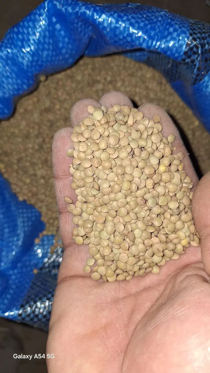 عدس ریز|خوردنی و آشامیدنی|اقلید, |دیوار