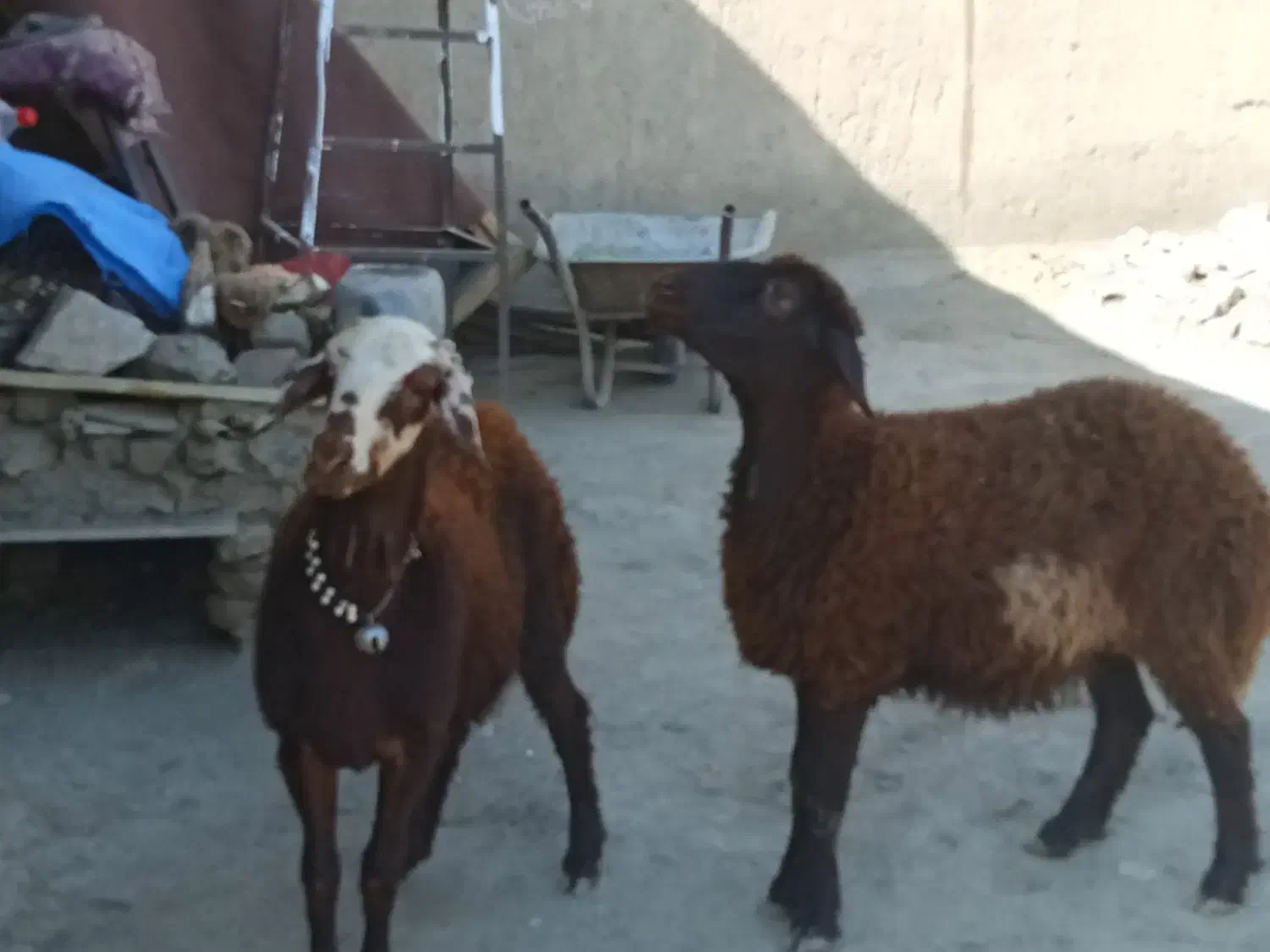 فروش 3عدد بره یک ساله دوتا شک یک نر|حیوانات مزرعه|سیلاخور, |دیوار