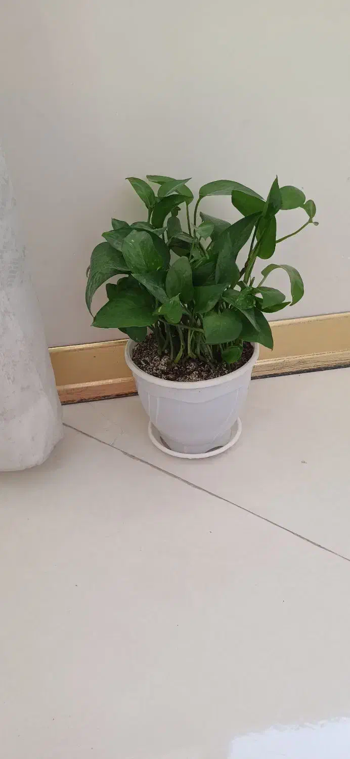 گل پتوس|گل و گیاه طبیعی|فردیس, منظریه|دیوار