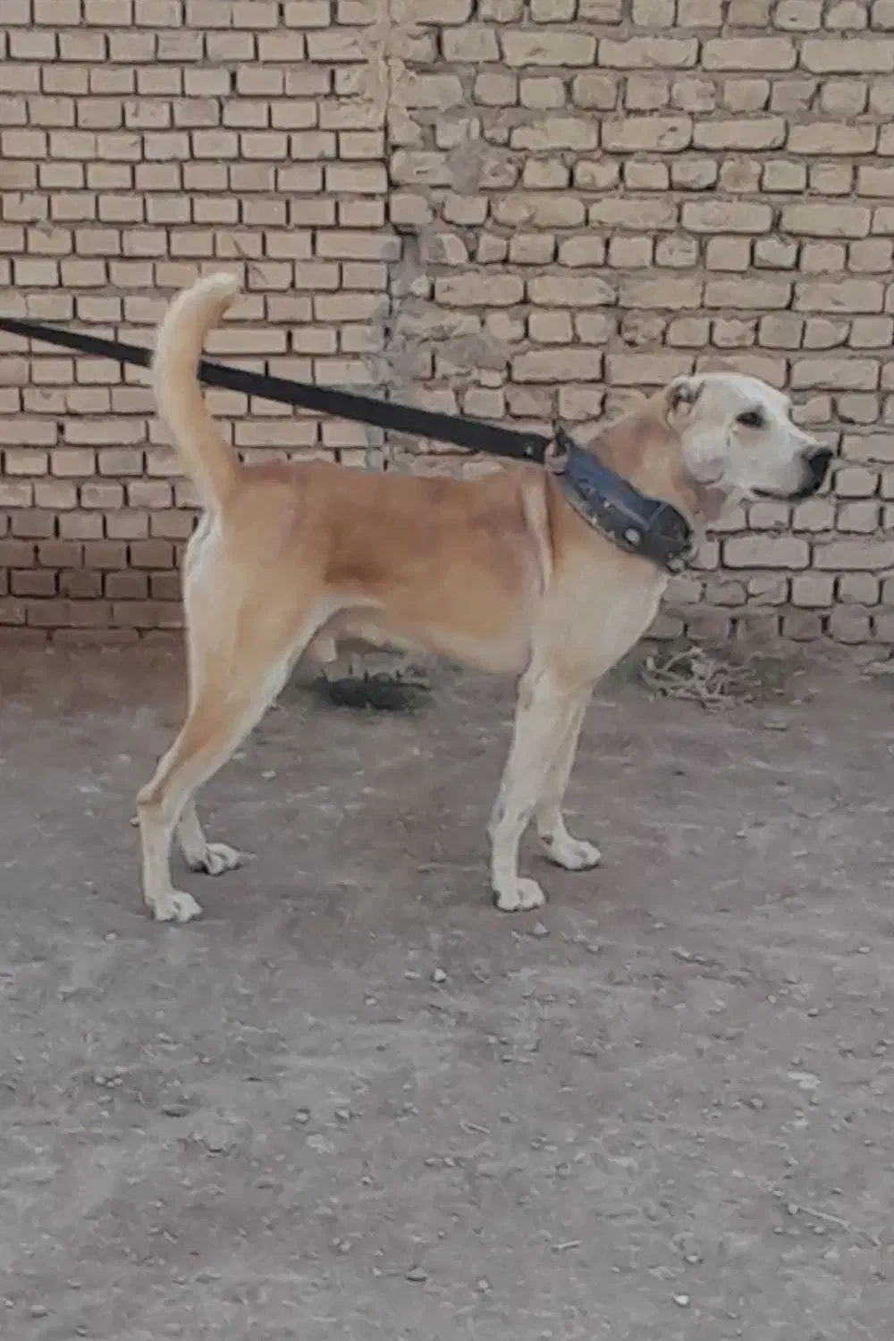 سگ ...حیوان|سگ|شیروان (خراسان), |دیوار