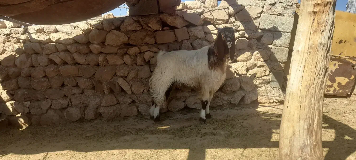 چپش نر داشتی|حیوانات مزرعه|افزر, |دیوار