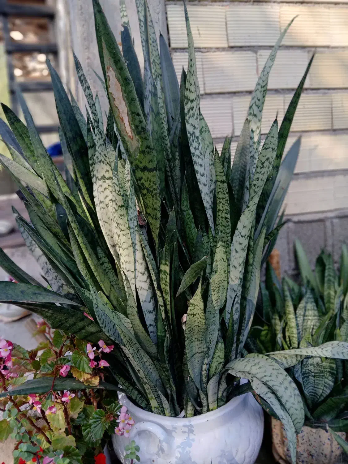 گل سانسوریا در ابعاد وقیمت های مختلف|گل و گیاه طبیعی|طاهرگوراب, |دیوار