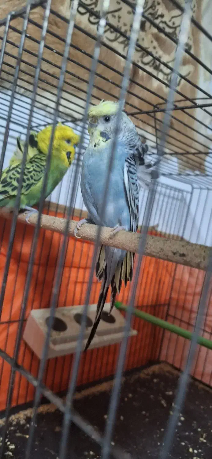 مرغ عشق پروانه ای|پرنده|مهریز, |دیوار