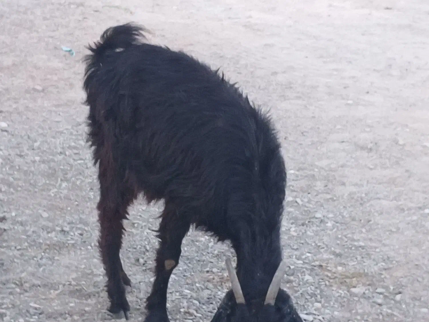 فروش گوسفند محلی|حیوانات مزرعه|رودخانه, |دیوار