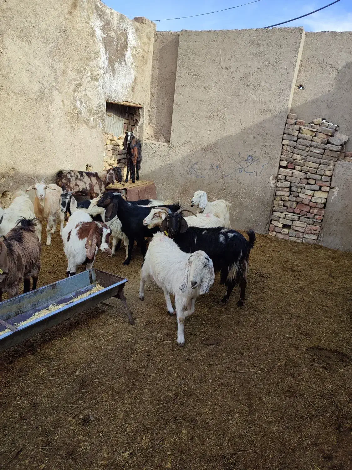 بز بزغاله دار و آبستن میش قوچ بره|حیوانات مزرعه|قم, شهر قائم|دیوار