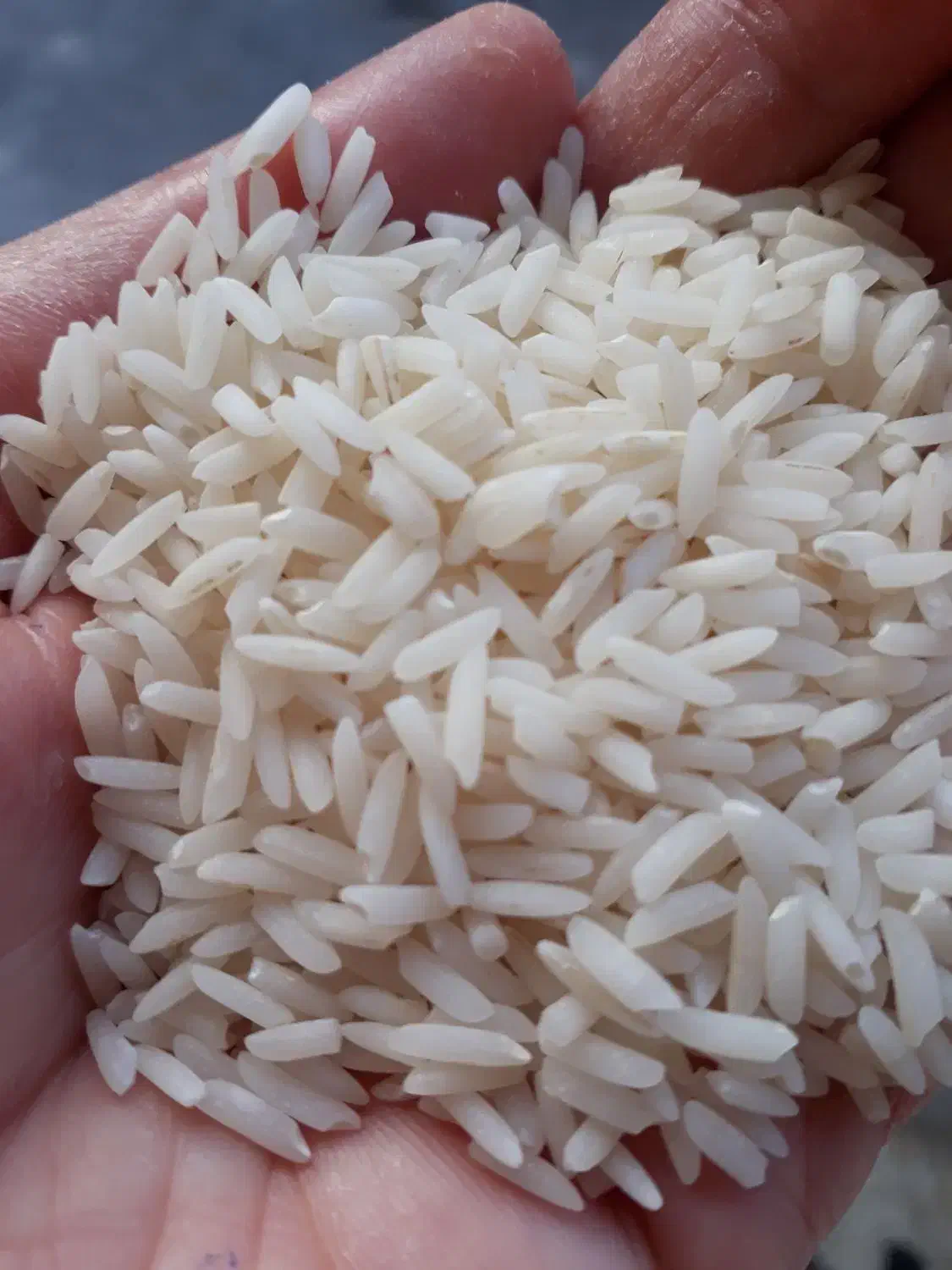 برنج هاشمی خوش عطر و پخت از شفت|خوردنی و آشامیدنی|رشت, پل تالشان|دیوار