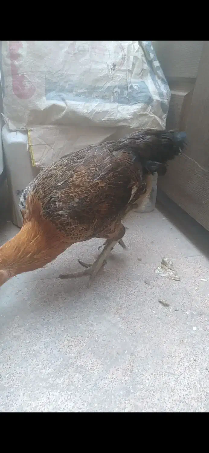 گوژپشت|حراج|مشهد, امیرآباد|دیوار