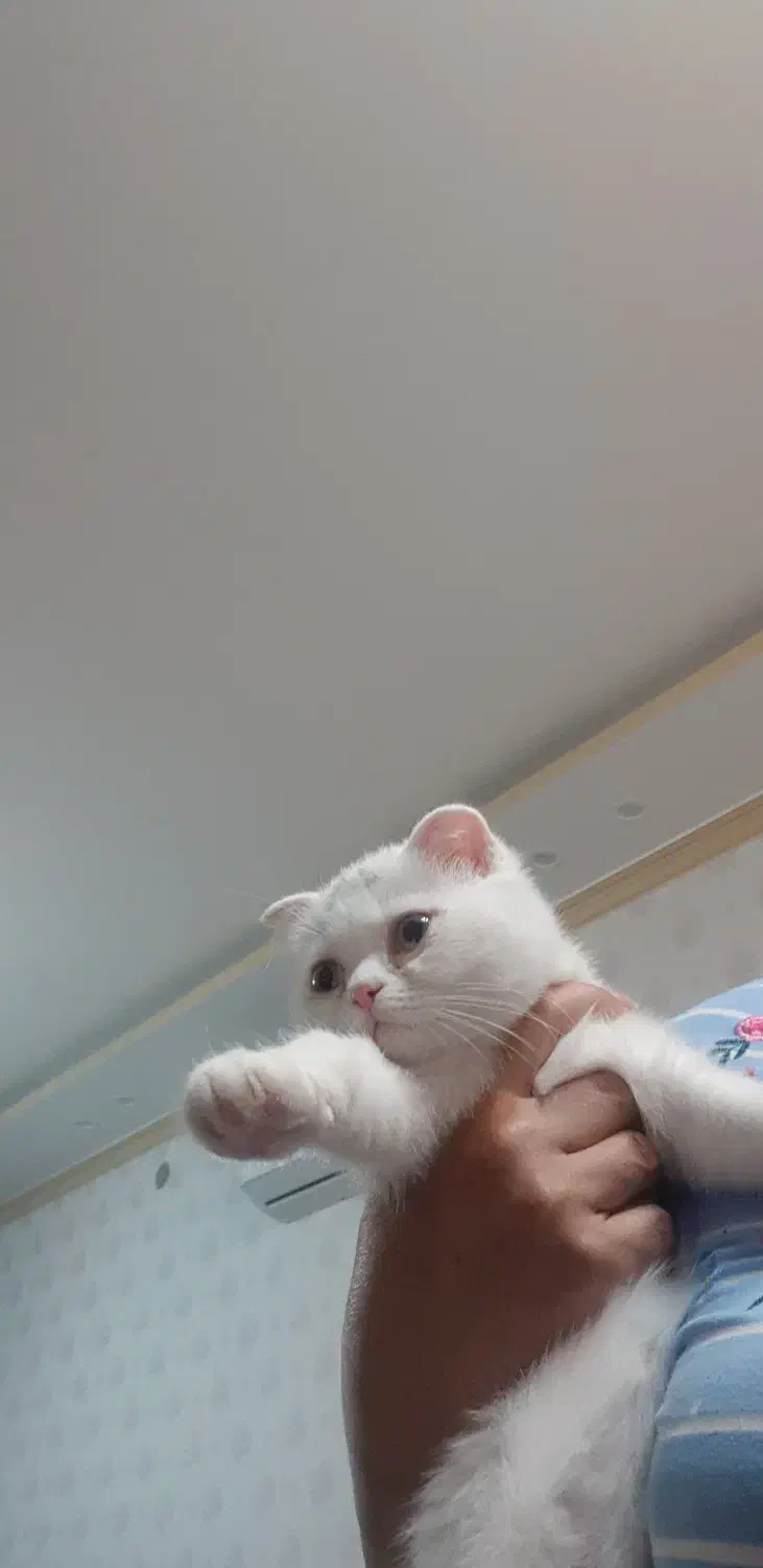 بچه گربه اسکاتیش بریتیش فولد|گربه|کرمان, |دیوار