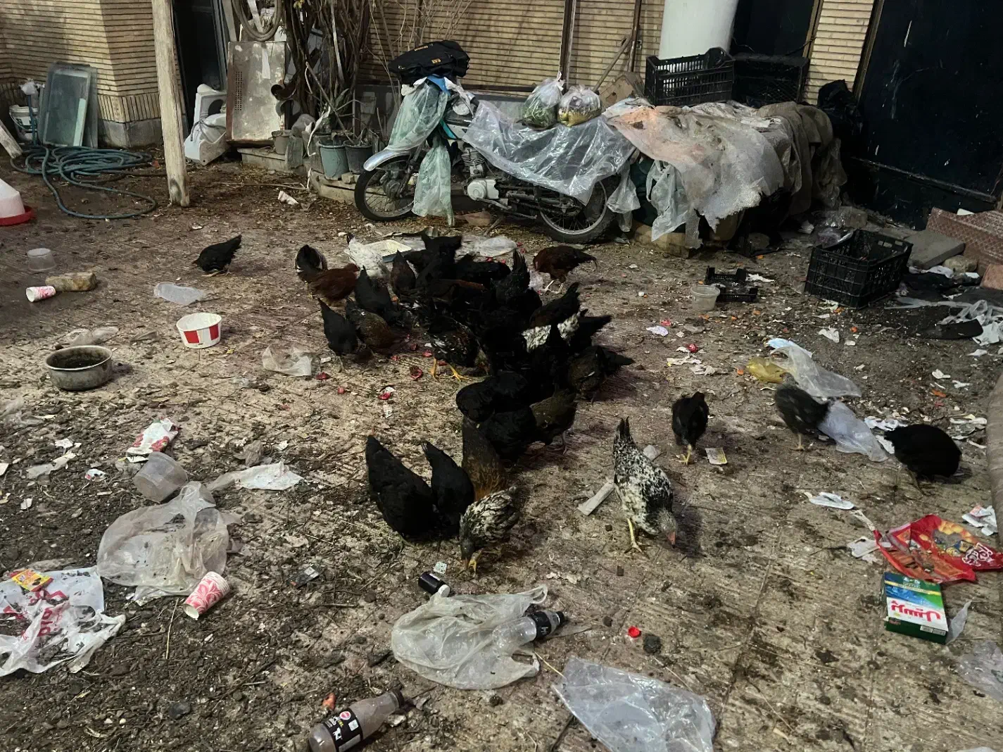 مرغ و خروس|حیوانات مزرعه|کاشان, عربها|دیوار