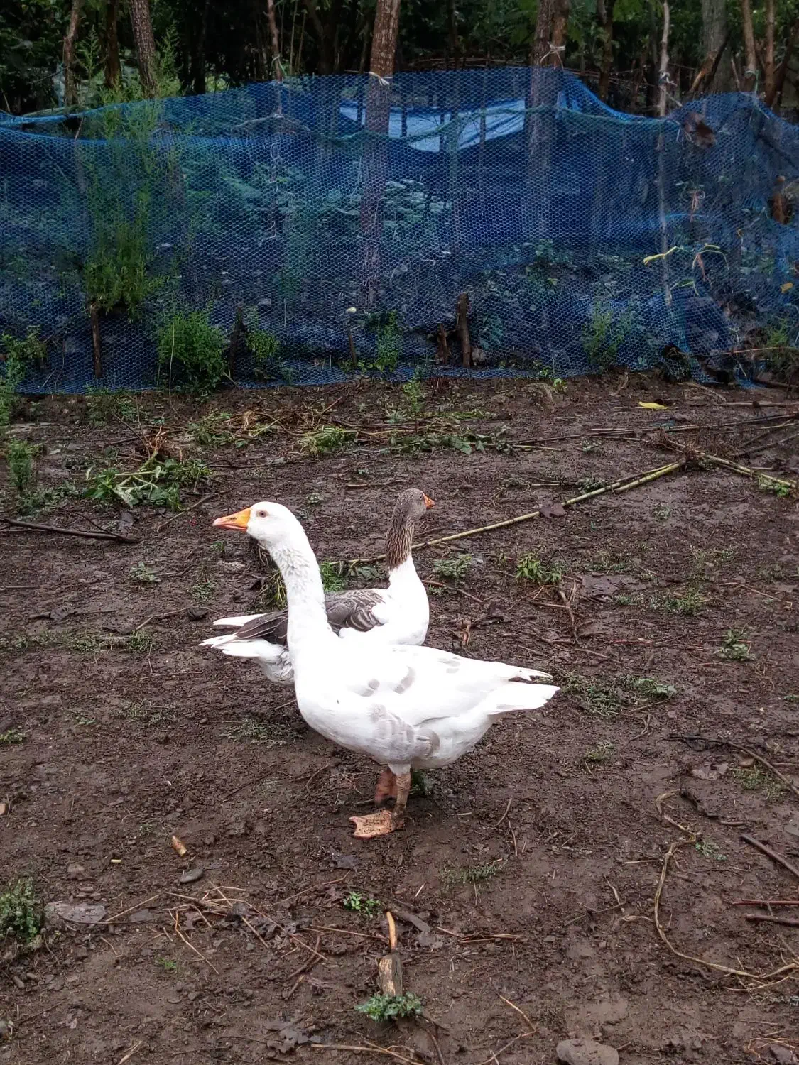 دو عدد غاز نرو ماده مولد|حیوانات مزرعه|رشت, لاکان|دیوار